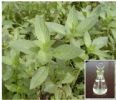 Mentha Arvensis Oil